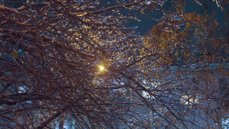 close-up of frost-covered tree branches with ice, softly illuminated by streetlight, creating a serene winter scene with dark sky and glowing branches