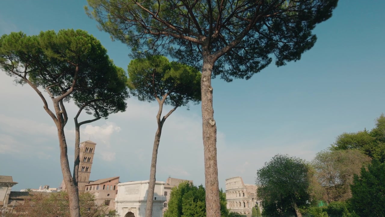 Pini domestici e rovine antiche nel Foro Romano