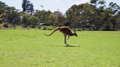 hooping kangaroo green grass blue sky joey red roo wildlife outback australia by taylor brant film