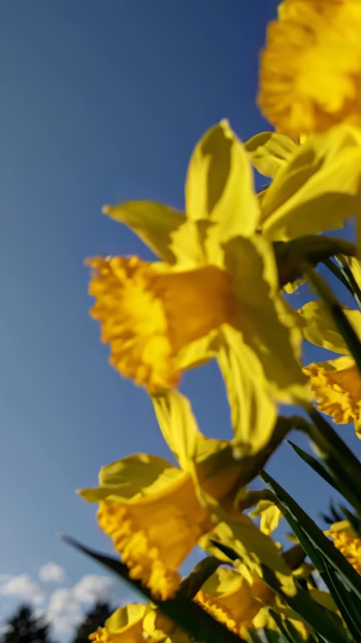 Low-angle video of vibrant yellow daffodils against a clear blue sky, capturing the beauty of spring