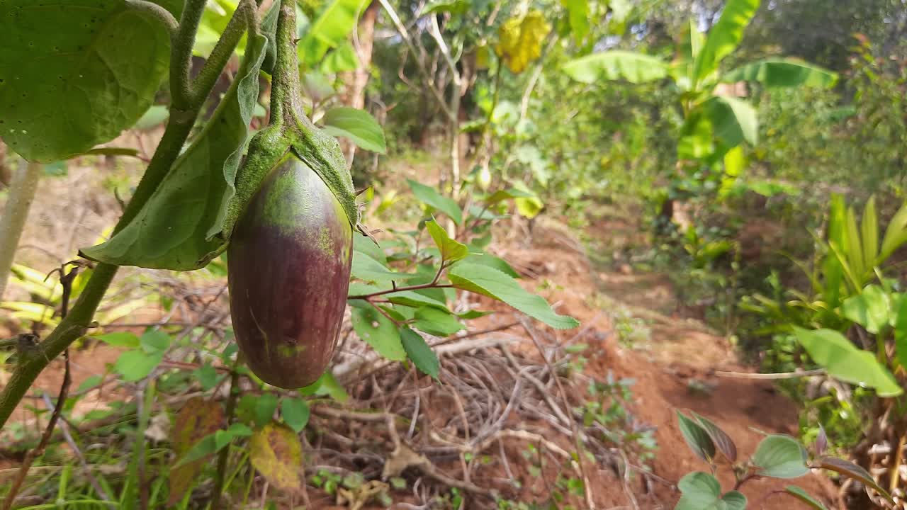 zoom lento en la toma de la fruta de berenjena que se desarrolla en la planta