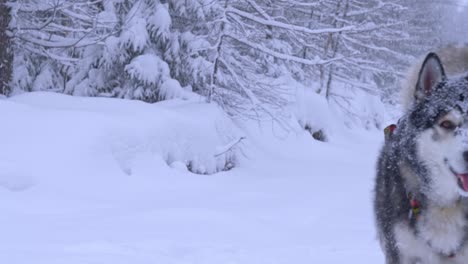 西伯利亞哈斯基狗在雪中走向相機在美麗的神奇風景