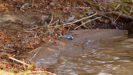 Bachstelzenvogel-In-Der-Nähe-Eines-Sees,-Während-Der-Frühlingsnahaufnahme