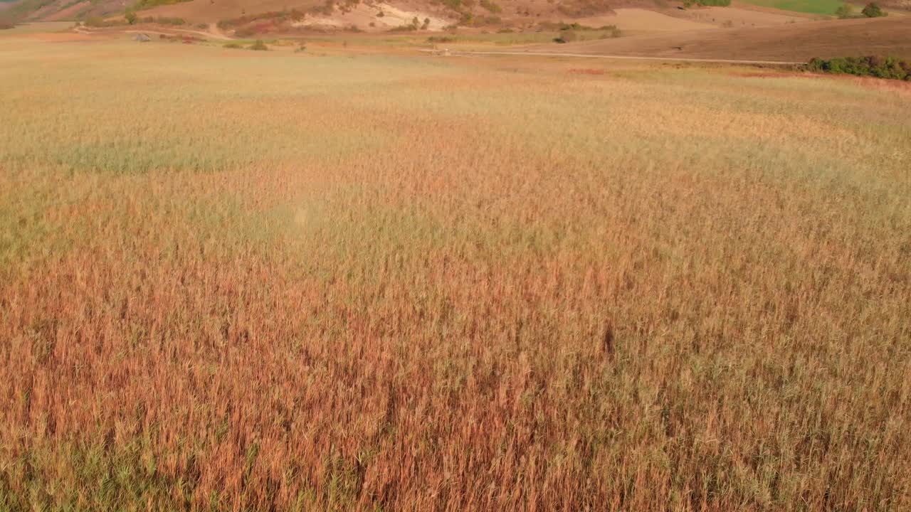 lav flyvning over farverige grønne og orange gård græsarealer i flad eng mod skrå brun bakke, overhead lufttilgang