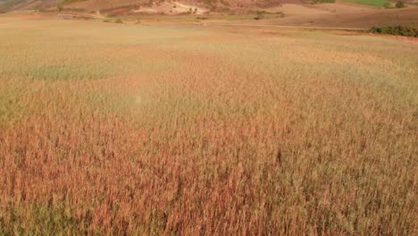 vuelo bajo sobre coloridos pastizales verdes y naranjas en una pradera plana hacia una colina marrón inclinada, enfoque aéreo superior