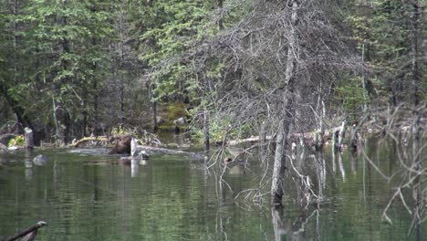 beaver works hard to drag large branch into pond and swims to lodge