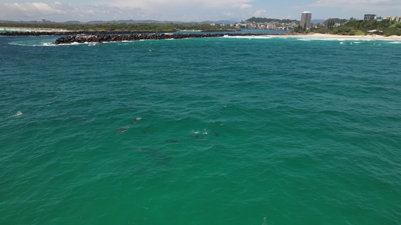 Bottlenose Dolphins In The Ocean, Duranbah Beach In Tweed Heads, NSW, Australia - Drone Shot