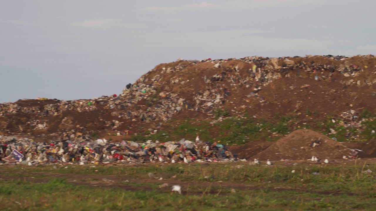 vista panorámica amplia de gaviotas de capucha marrón y caracaras volando sobre pilas de residuos en una instalación de procesamiento de residuos