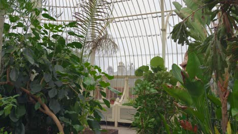 Plantas-Y-árboles-Dentro-Del-Invernadero-Del-Jardín-Botánico-Nacional-De-Glasnevin,-Dublín,-Irlanda