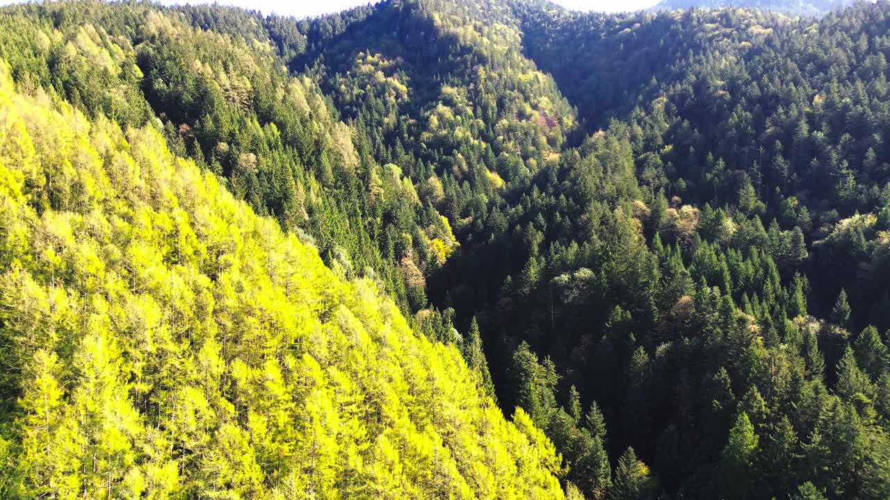 vuelo aéreo sobre un bosque verde en una ladera de la montaña, 4k