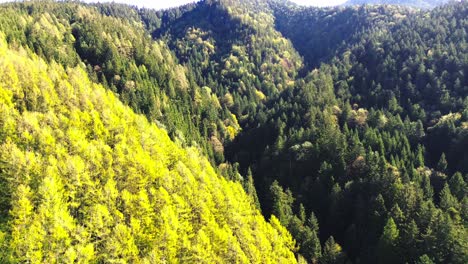 aerial flight over green forest on a mountain side, 4k