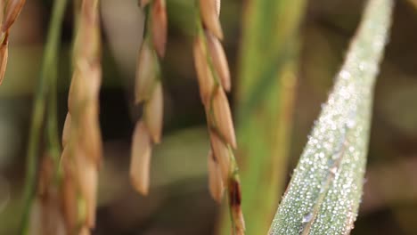 Plantas-De-Arroz-Tailandés-En-La-Provincia-De-Surin,-Tailandia