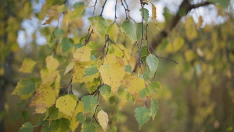 branches of green and gold leaves waving in the wind in slow motion