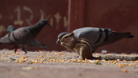 Indisches-Palmhörnchen-Oder-Dreistreifen-Palmhörnchen-(Funambulus-Palmarum)-Ist-Eine-Nagetierart-Aus-Der-Familie-Der-Sciuridae,-Die-Natürlicherweise-In-Indien-(südlich-Der-Vindhyas)-Und-Sri-Lanka-Vorkommt.