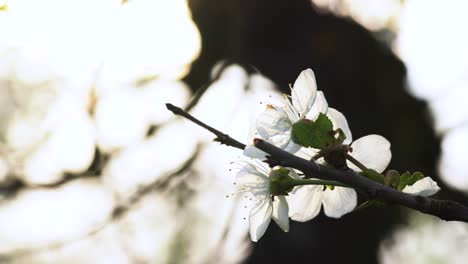 fresh white flowers of a fruit tree backlit by the sunshine