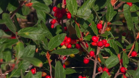 red berries of canadian buffaloberry in the forest. - closeup shot