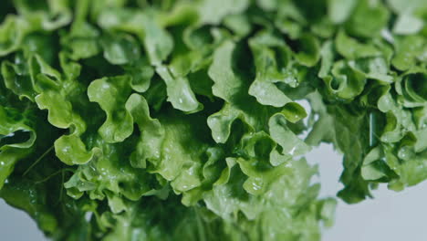 Cámara-Lenta---Toma-De-Una-Mano-Cayendo-Y-Sacudiendo-Una-Lechuga-Verde-Fresca-Y-Sabrosa-Con-Gotas-De-Agua-Frente-A-Un-Fondo-Blanco