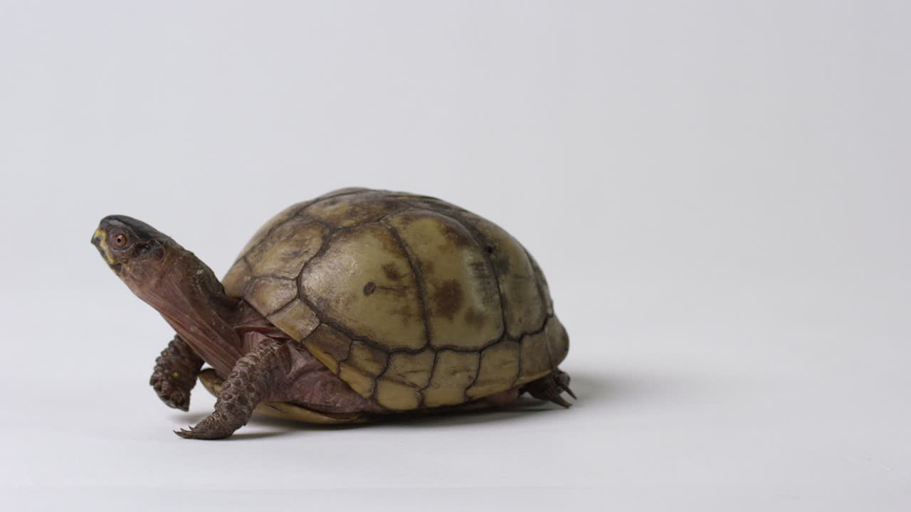 Common Box Turtle trurns to walk away - isolated on white background