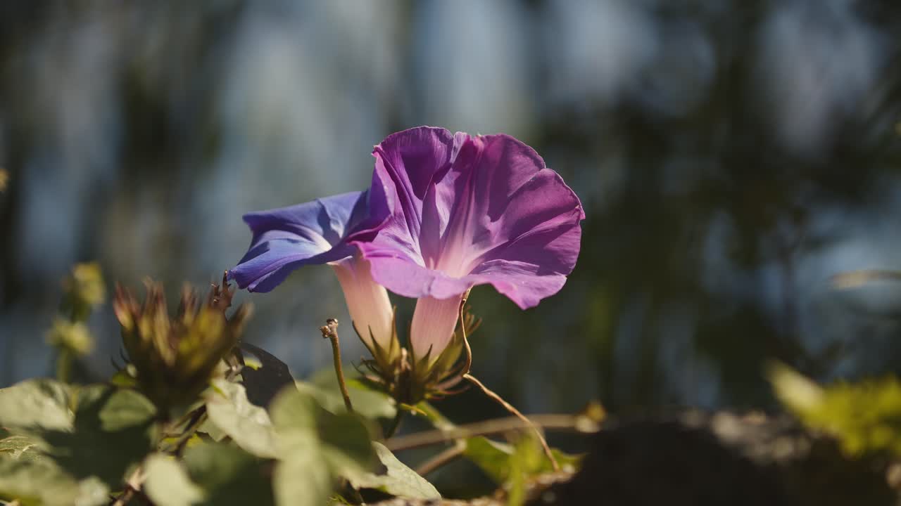 햇빛이 있는 아이비 꽃의 꾸준한 샷