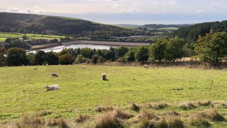 Escena-De-La-Campiña-Inglesa-Con-Tierras-De-Cultivo,-Pastos,-Ovejas-Pastando,-Paredes-De-Piedra-Seca-Y-Lago