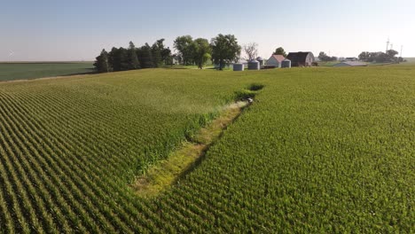 Drones-Agrícolas-Rociando-Productos-Químicos-En-Un-Campo-De-Maíz-En-Iowa-En-El-Verano