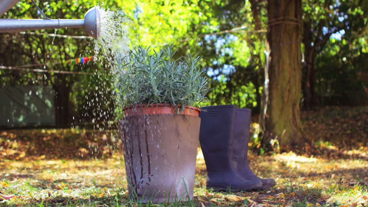 Wasser, das aus einer Gießkanne auf eine Topfpflanze gegossen wird