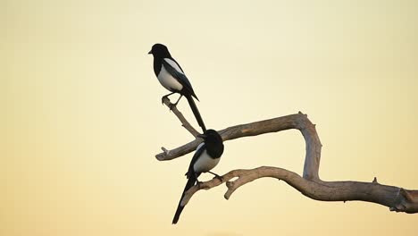 Magpies-eating-bugs-in-tree-branch