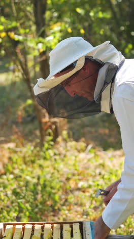 Apiary in the middle of the forest. Male beekeeper in white protective suit, slightly leans towards the hive, and taking out frame. Smoking smoker on the lid of the hive. Vertical video