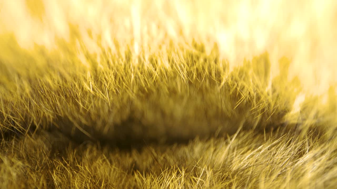 그 에 있는 천의 털이 많은 가닥.