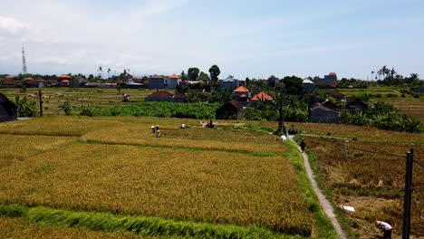 Los-Trabajadores-Del-Campo-De-Arroz-Cosechan-El-Lapso-De-Tiempo-Aéreo-Del-Arrozal-Campo-De-Arroz-Verde-En-Indonesia-Cielo-Azul-Claro-De-La-Mañana-En-La-Isla-De-Bali