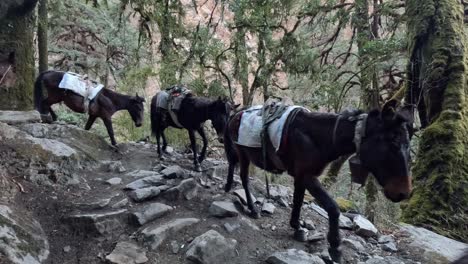 packing mules transporting goods on the trekking route lang tang trek