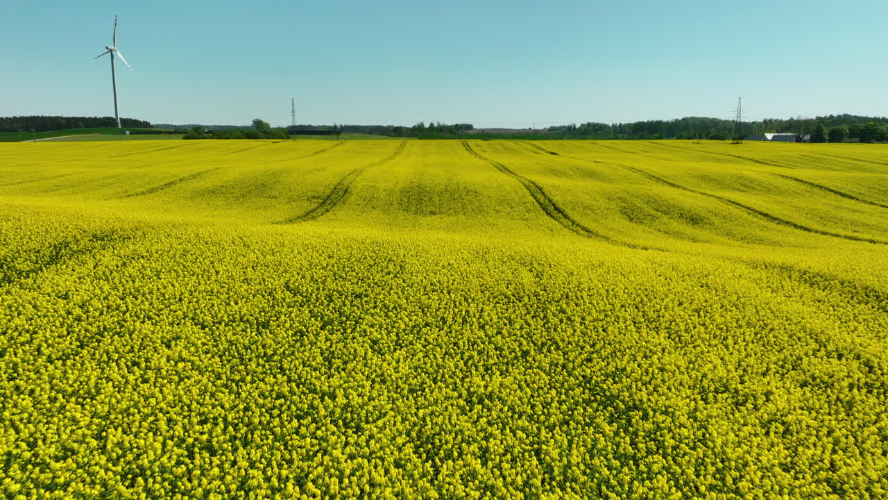 una toma aérea cercana de un campo de colza en plena floración, con una turbina eólica en la distancia