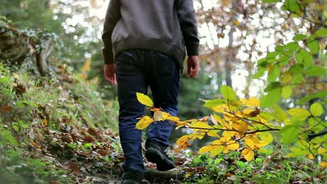 Caminando-Bosque-De-Otoño-2