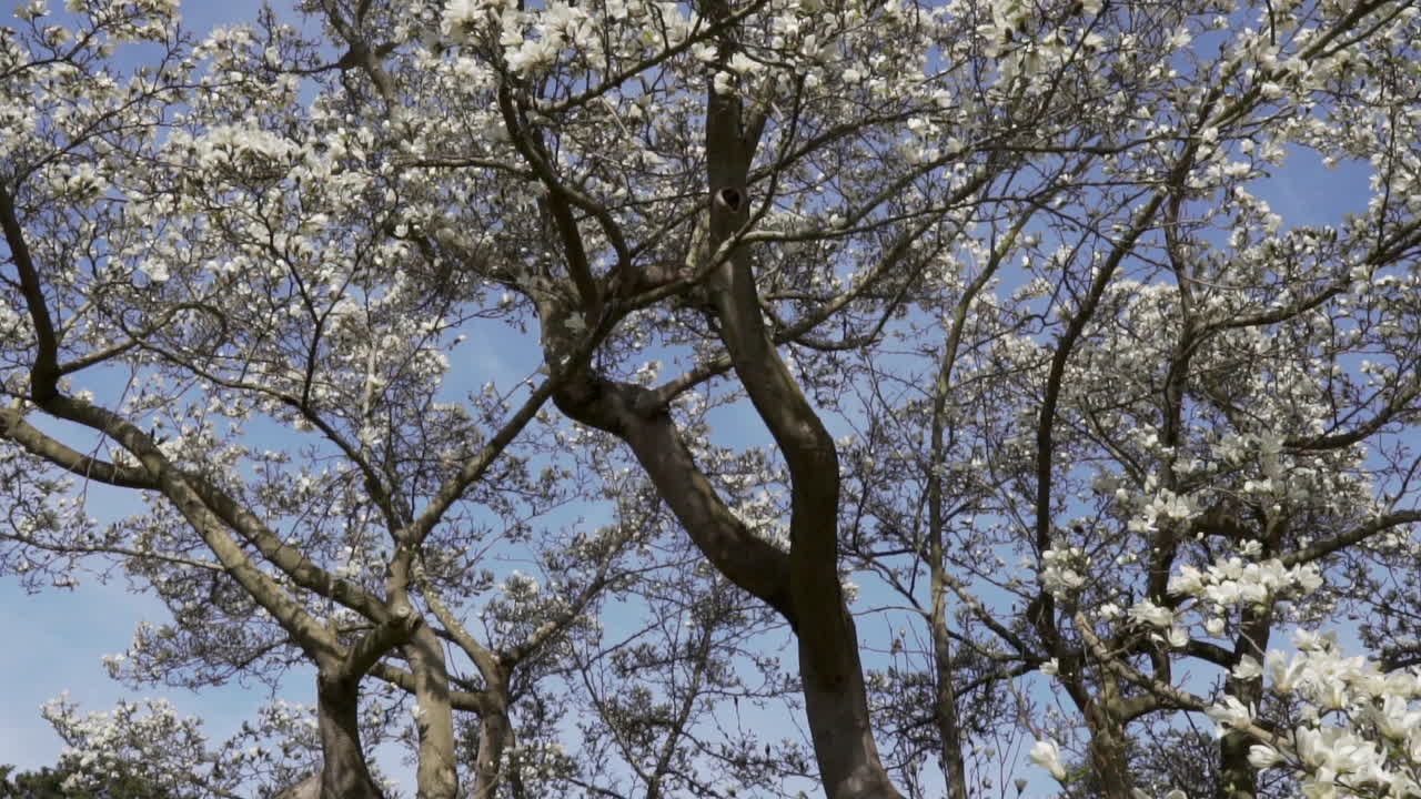 incline la muñeca hacia atrás en cámara lenta desde un árbol floreciente que revela un árbol y la niña arrojando pétalos en los jardines en un hermoso día soleado