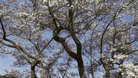 Tilt-dolly-backwards-slow-motion-shot-from-blooming-tree-revealing-tree-and-the-girl-throwing-petals-in-the-gardens-in-beautiful-sunny-day