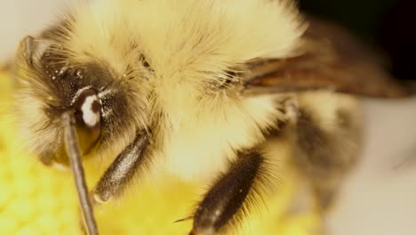 extreme close-up of bee head and legs, sitting on a white daisy