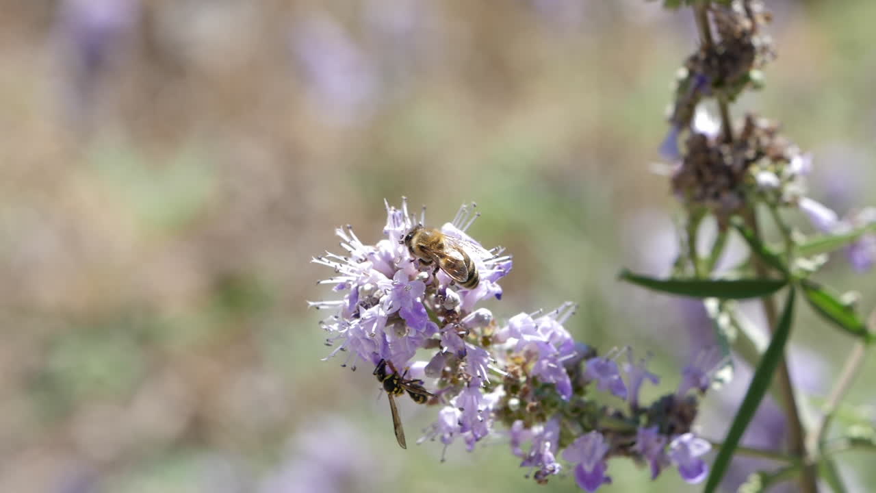 abeja polinizadora en la flor de la pimienta del monje slomo