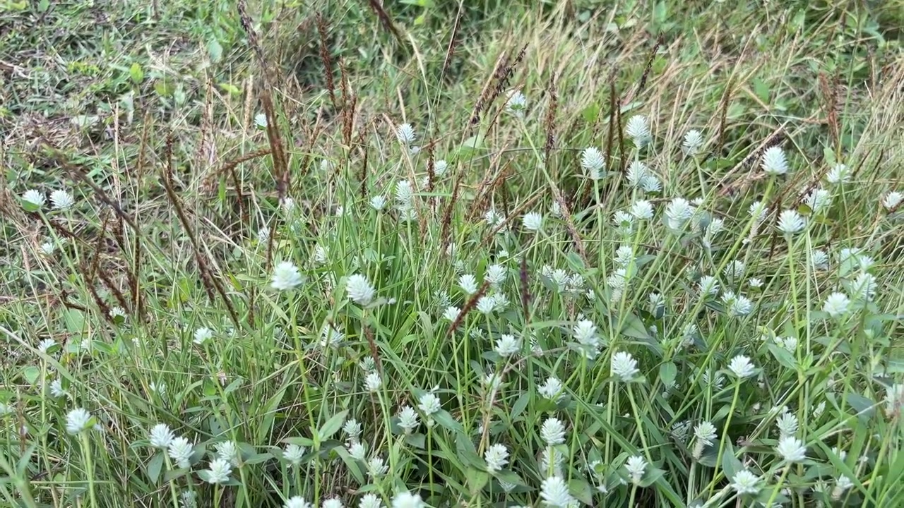 Fiori bianchi ed erba verde che ondeggiano nel vento
