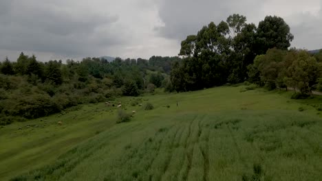 Disparo-Aéreo-De-Drones-Volando-Sobre-Un-Rebaño-De-Ovejas-En-Un-Prado-Verde-Y-Altas-Montañas,-Cielos-Nublados-En-El-Fondo-En-México