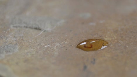 Dragonfly-Larvae-in-a-drop-of-water