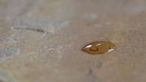 larvas de libélula en una gota de agua