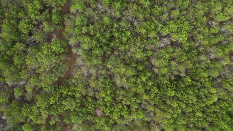 AERIAL:-Neon-Green-Pine-Trees-on-a-Dry-Land-In-Nida