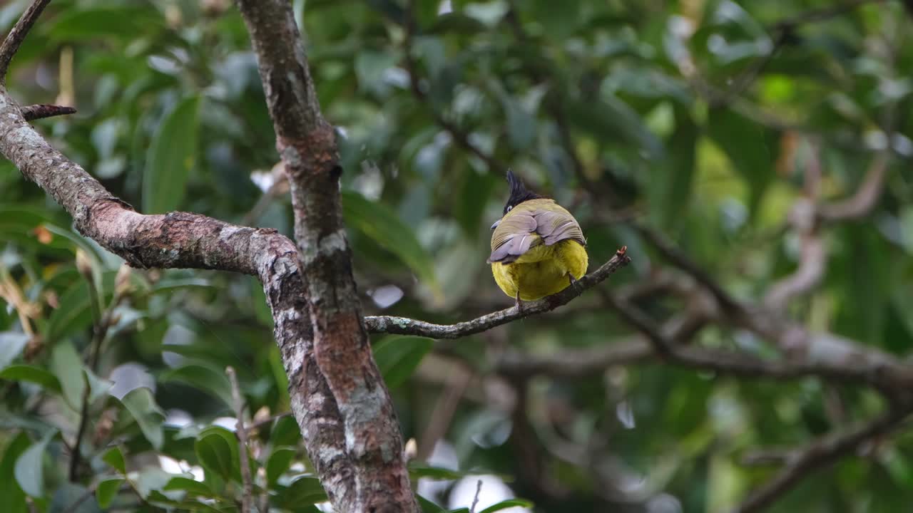 visto desde su percha trasera en una rama mientras el viento sopla fuerte en el bosque, bulbul rubigula flaviventris de cresta negra, tailandia