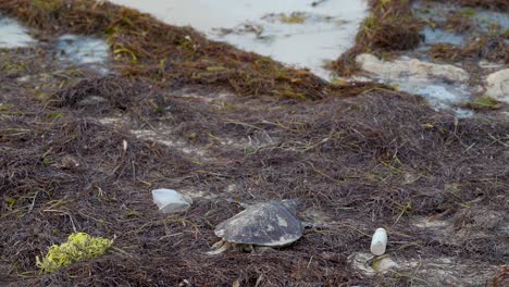 tortuga marina muerta disparada por detrás con arena en la distancia