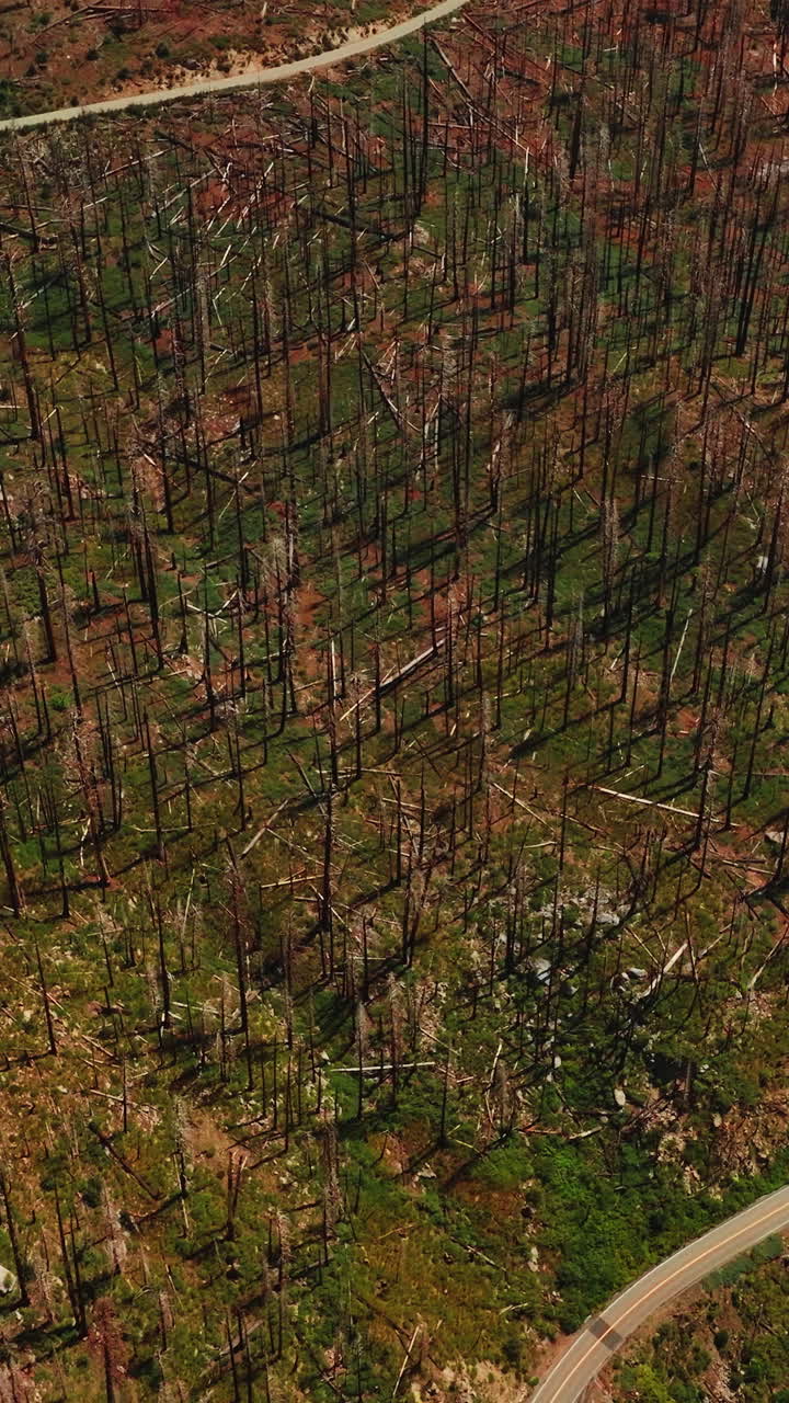 Aerial view of summer mountain tourism. Forest national park yosemite valley. Vertical video