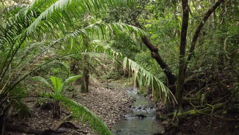 Fantastische-Antenne-In-Einem-Grünen-Und-üppigen-Dschungel-Mit-Einem-Kleinen-Fluss