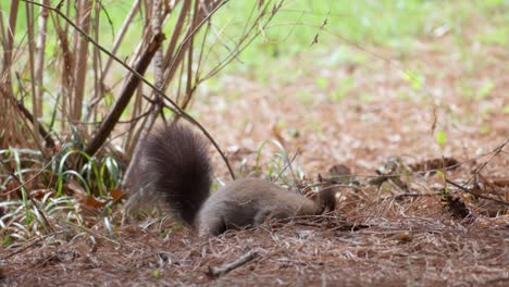 Ardilla-Gris-Euroasiática-En-Busca-De-Comida-En-El-Bosque-De-Primavera