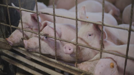 pigs in a farm pen