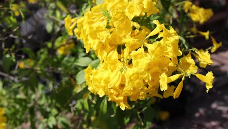 vibrant yellow flowers swaying gently.