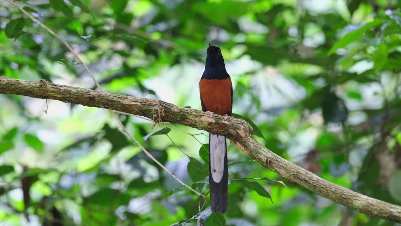 chirriando y cantando mientras se encuentra en una rama en el bosque, shama copsychus malabaricus, tailandia